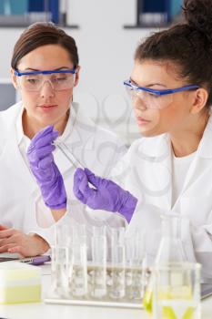 Two Female Technicians Working In Laboratory