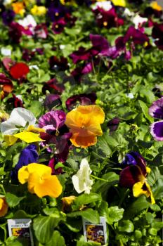 Pansies for sale for planting in spring