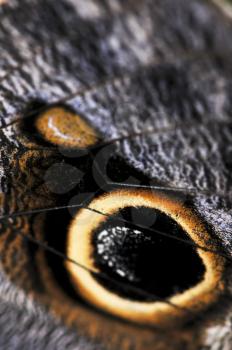 Extreme closeup of owl butterfly wing spots