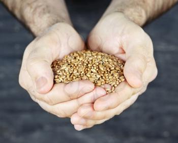 Male cupped hands holding whole wheat grain kernels