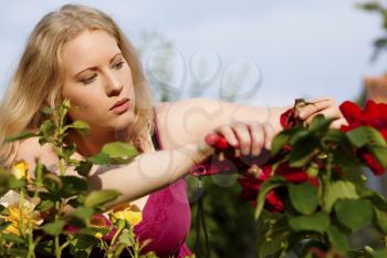 Woman doing garden work cutting the roses at beautifully sunny day