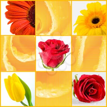Collage with different spring flowers on floral background