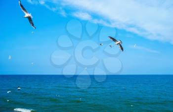 Gulls flying in blue sky over sea