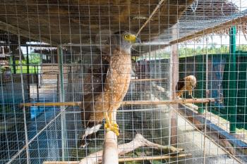 Crested Serpent Eagle (Spilornis Cheela) in captivity, Bohol, Philippines