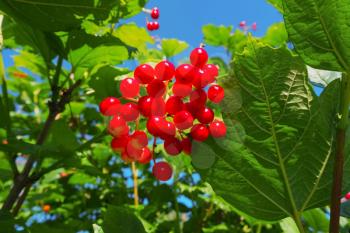 Viburnum shrub on a sunny day. Bunch of red berries of a Guelder rose.