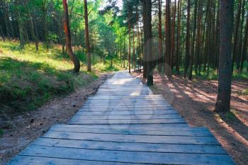 Wooden path through pine trees in forest