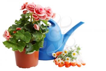 Garden still life, watering can with flowers on a white background