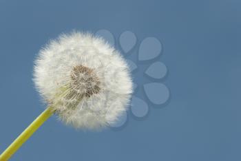 Royalty Free Photo of a Seed Head Dandelion