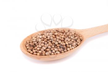 Coriander spoon in closeup isolated on white background.