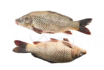 Two river carp on a white background.