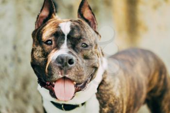 Nice Adult Dog American Staffordshire Terrier Outdoor Close Up