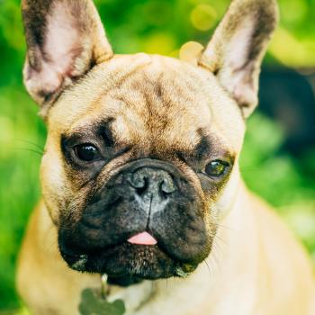 Dog French Bulldog Close Up Portrait Pet