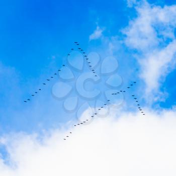 Flock Of Geese Flies In V-formation Flying In Blue Spring Sky