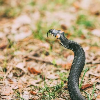 Grass Snake (Natrix natrix) adder head raising defensiveness in forest early spring