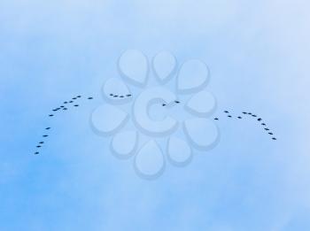 Flock Of Geese Flies In V-formation Flying In Blue Spring Sky