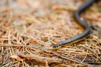 Grass Snake (Natrix Natrix) Adder Head Raising Defensiveness In Forest Early Spring