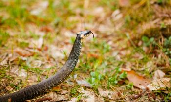 Grass Snake (Natrix Natrix) Adder Head Raising Defensiveness In Forest Early Spring