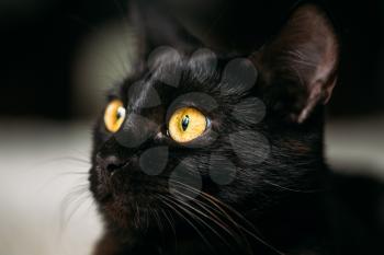 Close Up Portrait Peaceful Black Female Kitten Cat