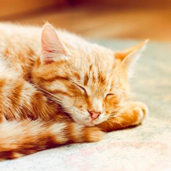 Cat. Little Red Striped Kitten Sleeping On Bed