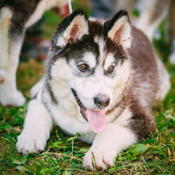 Happy Young Husky Puppy Eskimo Dog Lying In Grass Outdoor