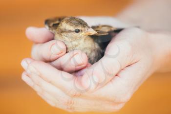 Young Bird Nestling House Sparrow (Passer Domesticus) Chick Baby Yellow-beaked In Female Hands On Brown Wooden Background