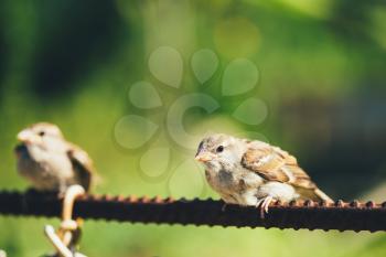 Young Bird Nestling House Sparrow Chick Baby Yellow-Beaked Passer Domesticus) Sitting On Fence