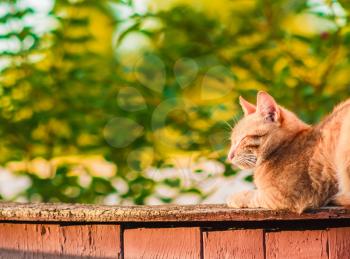 Red Cat Sitting And Sleeping On A Fence