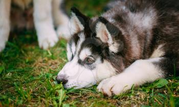 Sad Young Husky Puppy Eskimo Dog Lying In Grass Outdoor