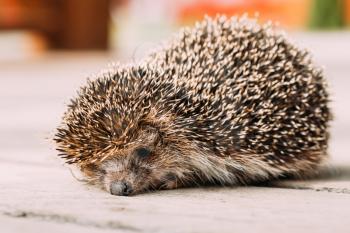 Small Tired Hedgehog Sleeping On Wooden Floor