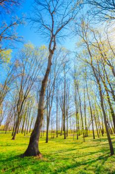 Spring Time In Park. Green Young Grass, Trees On Blue Sky Background