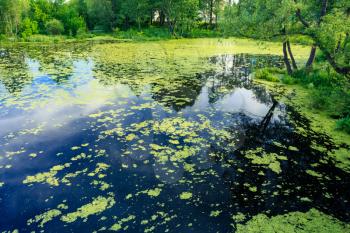 Wild Bog Swamp. Russian Nature In Autumn