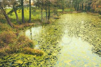 Green Wild Bog Swamp. Russian Nature In Autumn