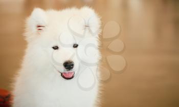 White Samoyed Dog Puppy Close Up Portrait