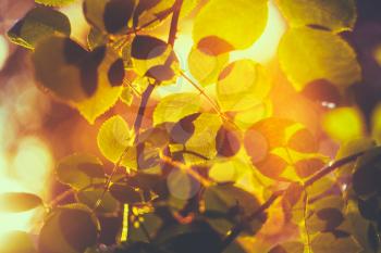 Autumn Leaves Sunlight Background. Yellow Leaves Among Green Foliage. Autumn, Fall Time