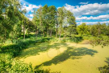 Scenic View Of Summer Sunny Forest Woods And Wild Bog With Duckweed On Water Surface. Nature. Nobody. Blue Sky