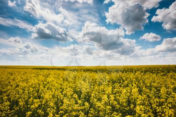 Green Field Blue Sky. Early Summer, Flowering Canola,  Rape, Rapeseed, Oilseed, Biodiesel Crop. Agricultural Background.