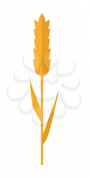 Wheat spike vector in flat style design. Cereals concept illustration for  banners, icons, app pictogram, infographic, and logotype elements. Isolated on white background.     