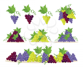 Collection of different grapes sorts. Fruit for preparation check elite vintage strong wine. Bunch or cluster of grapes. Grapery racemation. Part of series of viniculture production items. Vector