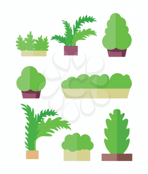 Decorative plants vector illustration in flat design. Food growing on vegetable bed or pot. Gardening, interior element, concept. Greens in grocery store. Isolated on white background.