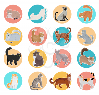 Set of icons with cats. Flat design vector. Colored circles with variety breeds cats in different poses sitting, standing, stretching, playing, lying. For veterinary clinic, pet shop advertising 