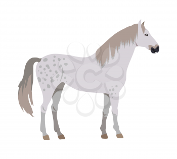 Gray with spots horse vector. Flat design. Domestic animal. Country inhabitants concept. For farming, animal husbandry, horse sport illustrating. Agricultural species. Isolated on white