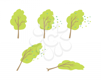 Hurricane wind topple tree vector. Flat design. Strong wind blows the leaves, tilt crone, bending trunk, topple tree. Visual measurements wind strength. For weather concepts. On white background