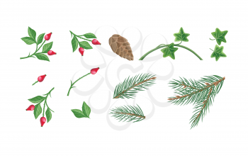 Set of decorative plants parts for seasonal decorations. Flat design. Sweetbrier, pine tree, ivy branches and leaves. Winter holidays symbols. Christmas and New year celebrating. On white background