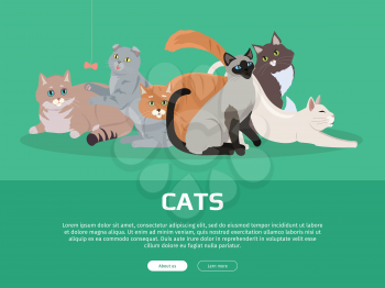 Cat breeds cute pet animal set vector web banner. Flat design. Cats in different poses sitting, standing, stretching, playing, lying. For veterinary clinic, pet shop advertising. Collection of kittens