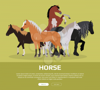 Horse conceptual web banner. Flat style vector. Group of different horses breeds, variety colors and sizes standing, running and rearing. For equestrian club, horse riding courses landing page design