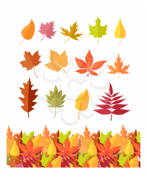 Set of tree leaf icons. Autumn leaves of different colors. Maple, oak, birch, sakura, willow, poplar vector leaves illustration. Fall concept. Leaf isolated, falling autumn leaves, plant background