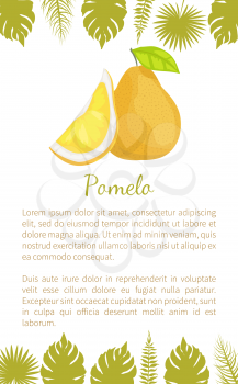 Pomelo exotic fruit vector poster text sample and palm leaves. Tropical food, similar to grapefruit or pear, dieting vegetarian citrus pumeelo