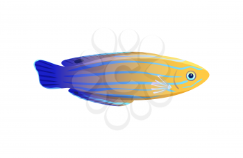 Striped yellow and blue wrasse isolated on white, vector illustration of pretty marine inhabitant, glossy body with colorful lines, underwater dweller