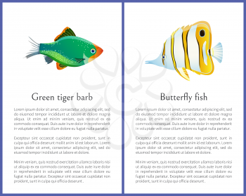 Green tiger barb and striped butterfly fish images, representative of wild animals that live in saltwater, habitants of oceans vector illustration