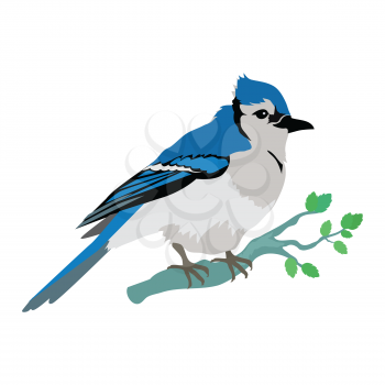 Blue jay vector. Birds wildlife concept in flat style design. North America fauna illustration for prints, posters, childrens books illustrating. Beautiful jay bird seating on brunch. Isolated.